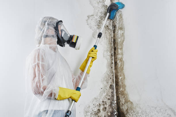 Best Professional Mold Removal  in Sorgho, KY