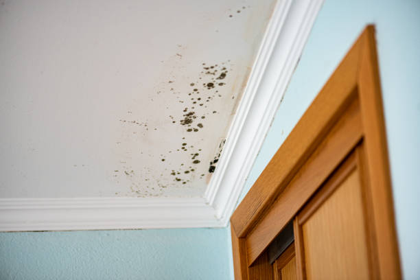 Best Commercial Mold Removal  in Sorgho, KY