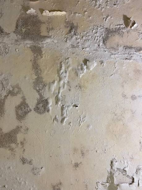 Best Residential Mold Removal  in Sorgho, KY